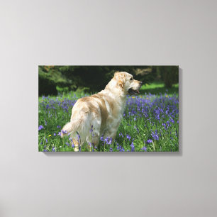Golden Retreiver in Flowers Canvas Print