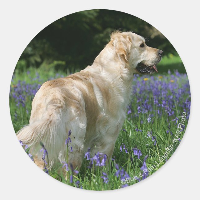 Golden Retreiver in Flowers Classic Round Sticker (Front)