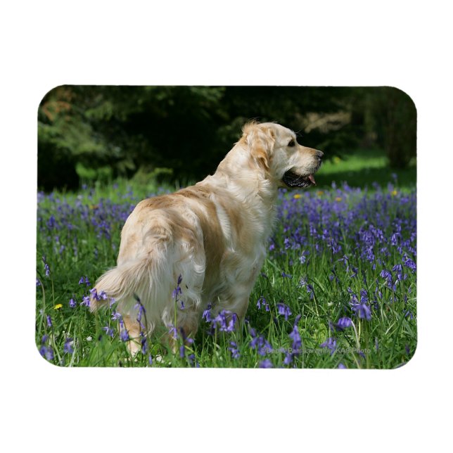 Golden Retreiver in Flowers Magnet (Horizontal)