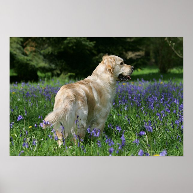 Golden Retreiver in Flowers Poster (Front)