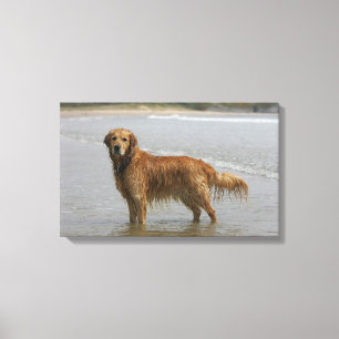 Golden Retreiver in the Sea Canvas Print