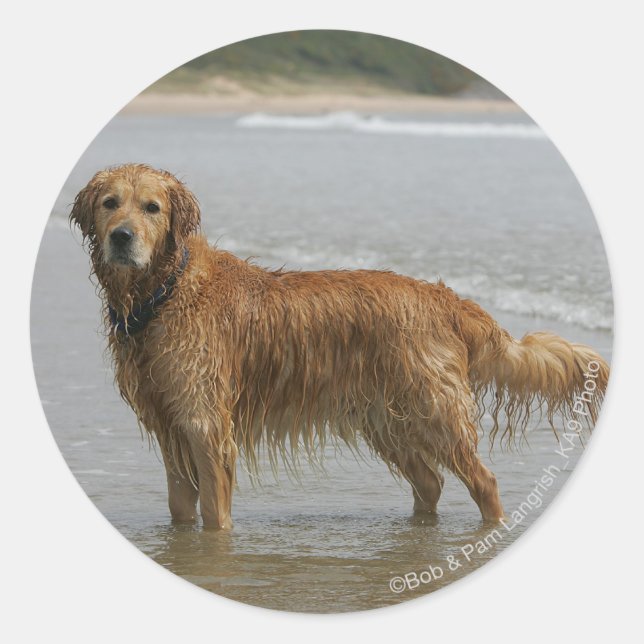 Golden Retreiver in the Sea Classic Round Sticker (Front)