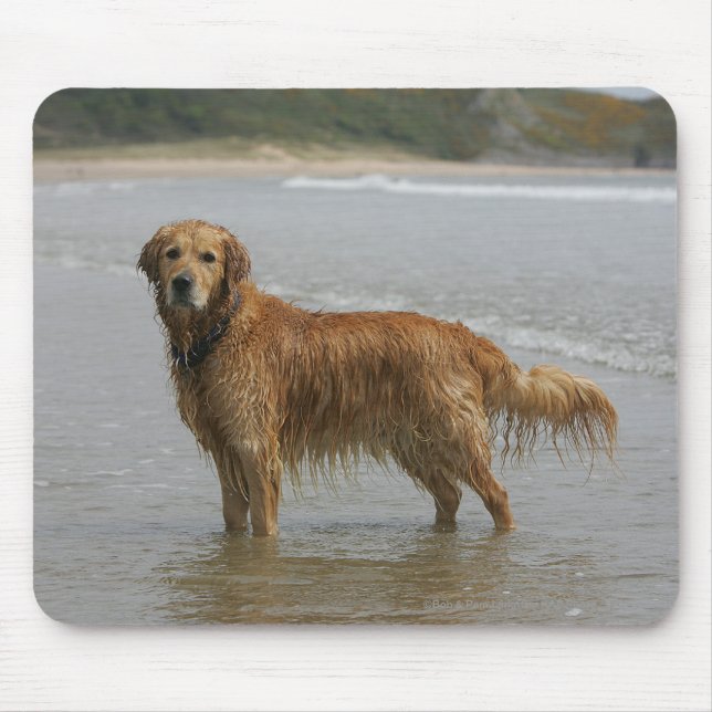 Golden Retreiver in the Sea Mouse Pad (Front)