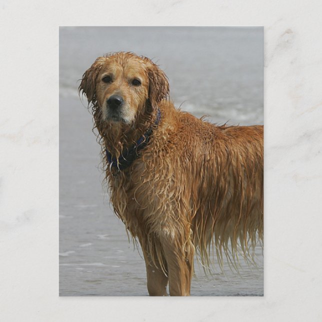 Golden Retreiver in the Sea Postcard (Front)