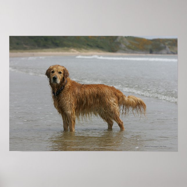 Golden Retreiver in the Sea Poster (Front)