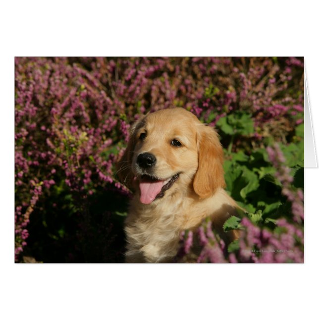 Golden Retreiver Puppy (Front Horizontal)