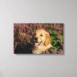 Golden Retreiver Puppy Canvas Print