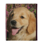 Golden Retreiver Puppy