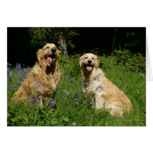 Golden Retreivers in Grass