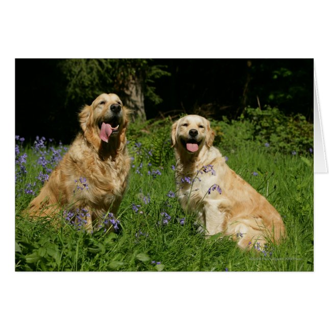 Golden Retreivers in Grass (Front Horizontal)