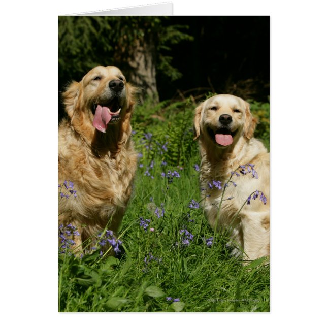 Golden Retreivers in Grass (Front)