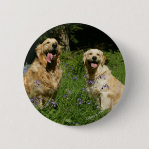 Golden Retreivers in Grass 2 Inch Round Button