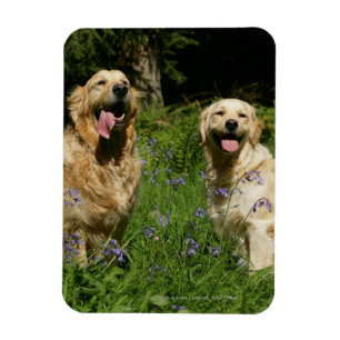 Golden Retreivers in Grass Magnet