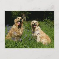 Golden Retreivers in Grass