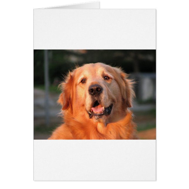 Golden Retriever (Devant)
