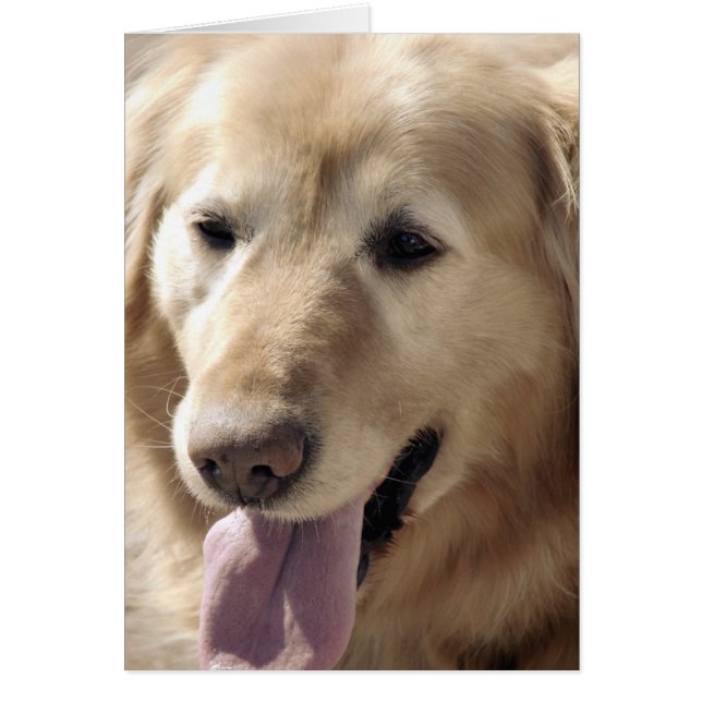 Golden Retriever (Devant)