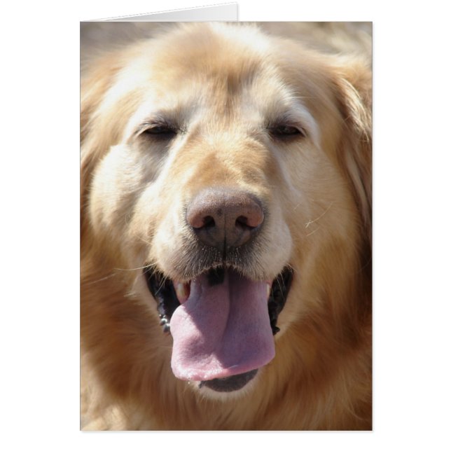 Golden Retriever (Front)