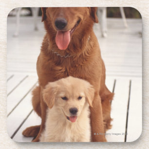 Golden Retriever 2 Coaster