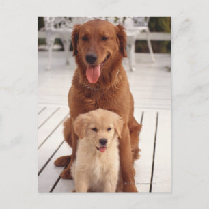 Golden Retriever 2 Postcard