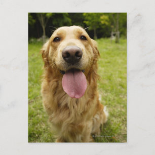 Golden Retriever 4 Postcard