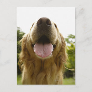 Golden Retriever 5 Postcard