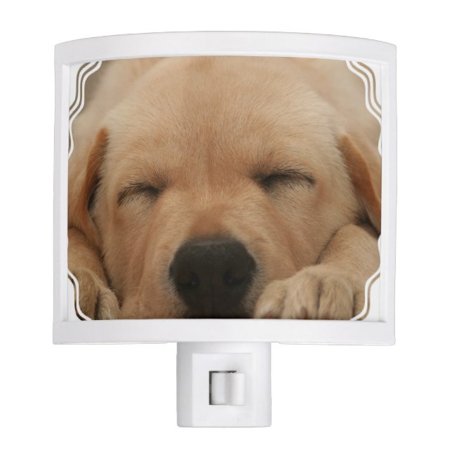 golden-retriever-8 nite lite (Front)