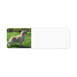 golden retriever addy lables