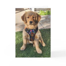 Golden Retriever all occasion card