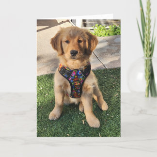 Golden Retriever all occasion card
