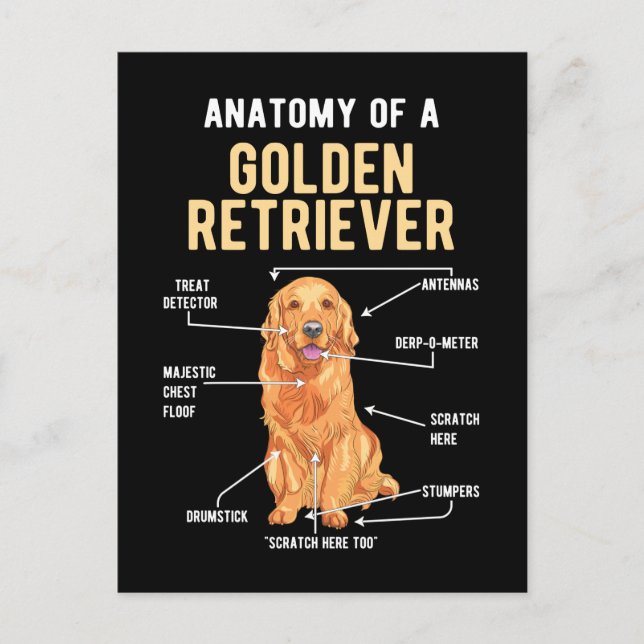 Golden Retriever Anatomy Funny Dog Postcard (Front)
