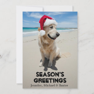 Golden Retriever at pristine beach