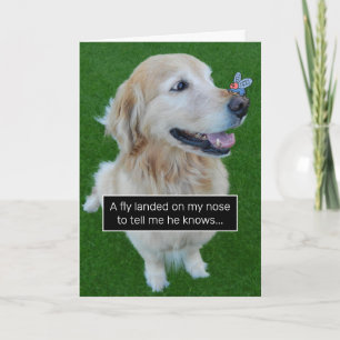 Golden Retriever Ate Birthday Rumour Spreading Fly Card