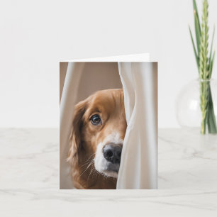 Golden Retriever au rideau