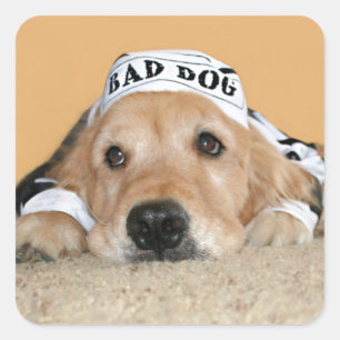 Golden Retriever Bad Dog Prisoner Square Sticker
