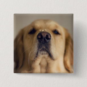 Golden Retriever Balancing Treat on Nose 2 Inch Square Button