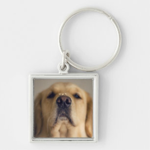 Golden Retriever Balancing Treat on Nose Keychain