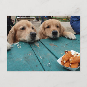 Golden Retriever Birthday Wishes Postcard
