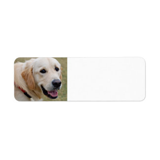Golden Retriever blanc