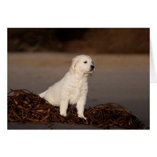Golden Retriever Blank Photo Card
