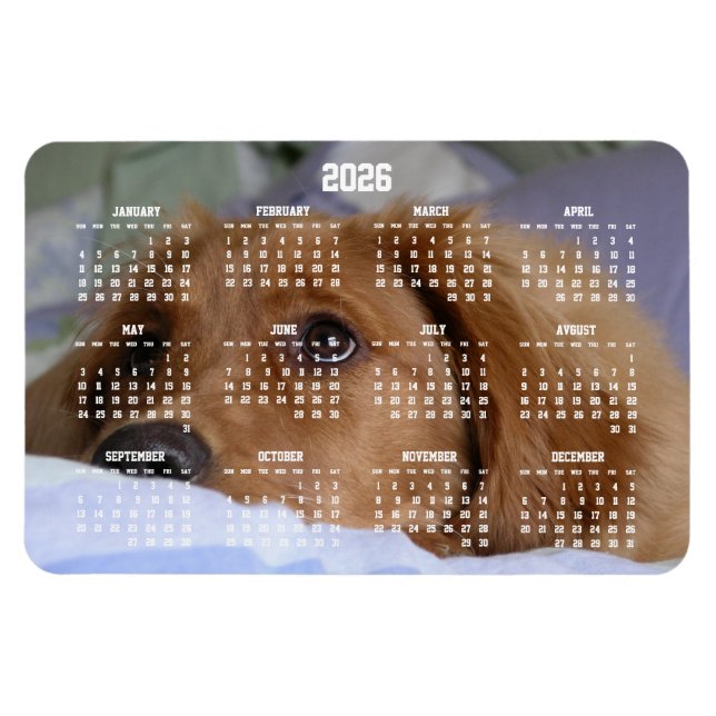 Golden Retriever Calendar 2026 Grand Magnet photo (Horizontal)