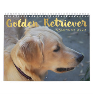 Golden Retriever Calendrier 2023 Photos