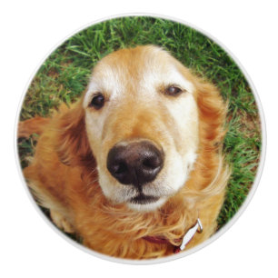 Golden Retriever Ceramic Knob