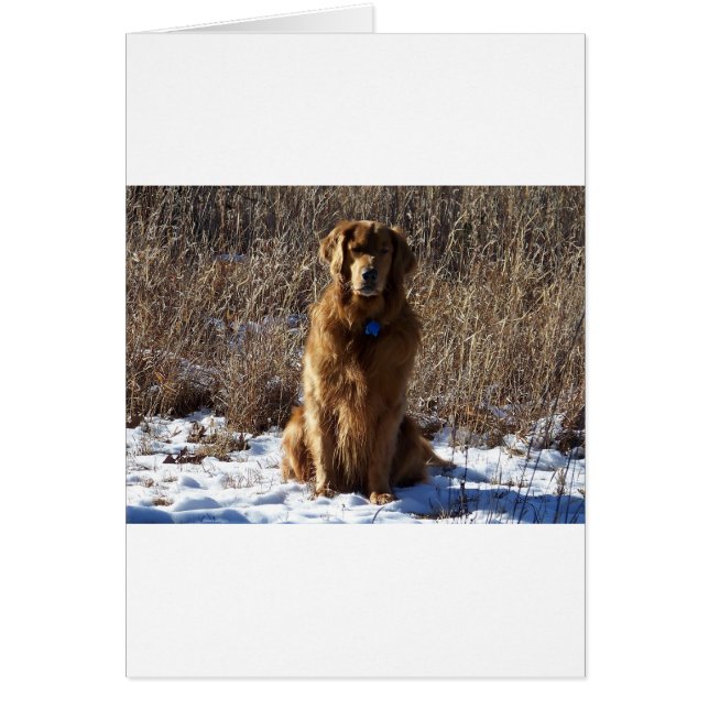 Golden Retriever Chien (Devant)