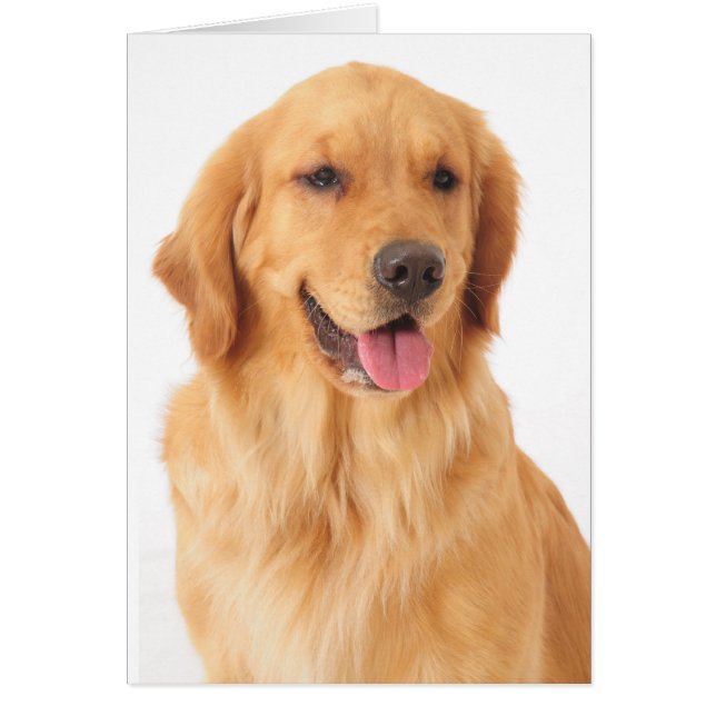 Golden Retriever Chien Chien Chien Chien Chien Bla (Devant)