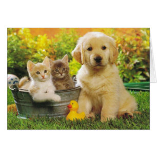 Golden Retriever Chien Chien Chien Chien Et Chaton