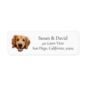 Golden Retriever Chien race Animaux Amateurs