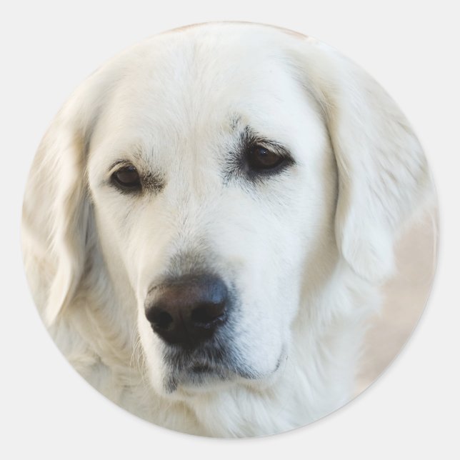 Golden Retriever Classic Round Sticker (Front)