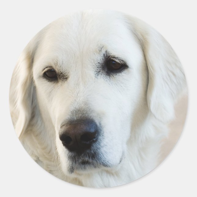 Golden Retriever Classic Round Sticker (Front)
