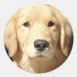 Golden Retriever Classic Round Sticker