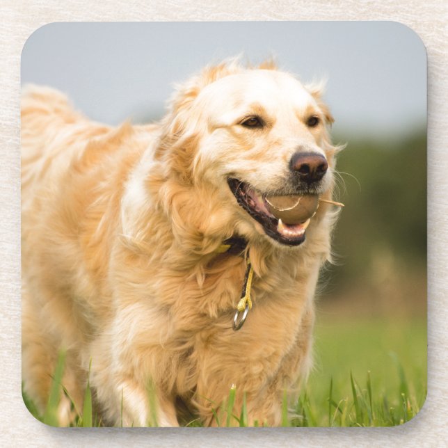 Golden Retriever Coaster (Front)